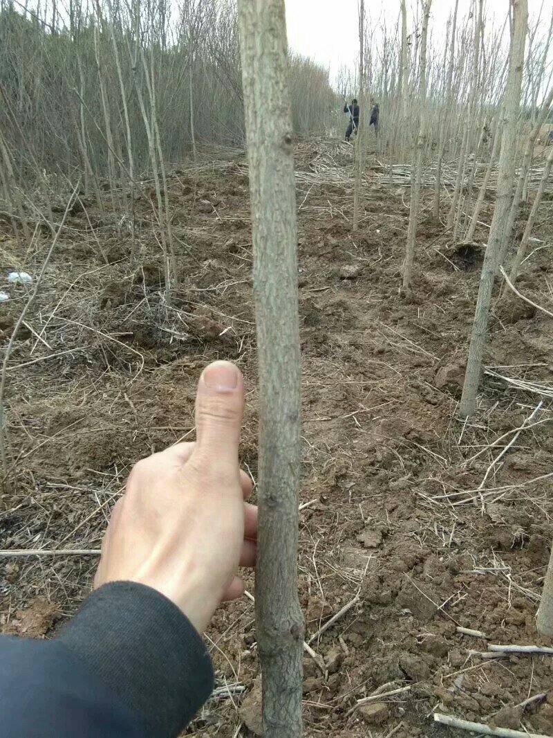 两公分北栾山西北栾多种规格栾树