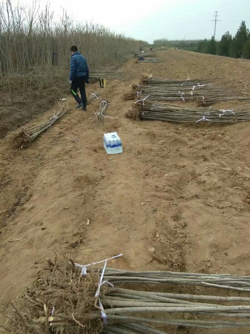 两公分北栾山西北栾多种规格栾树