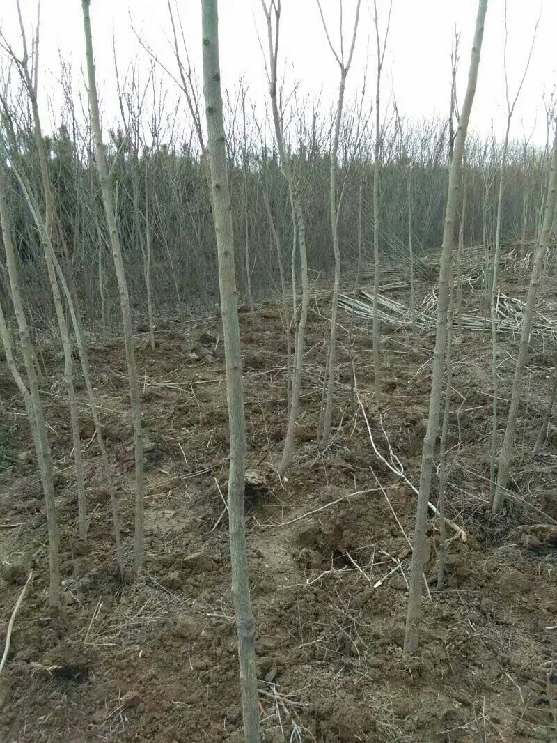 两公分北栾山西北栾多种规格栾树