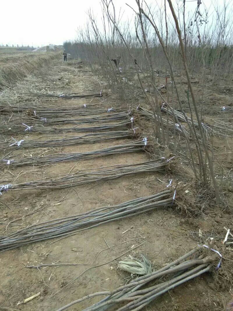 两公分北栾山西北栾多种规格栾树