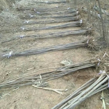 两公分北栾山西北栾多种规格栾树