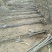 两公分北栾山西北栾多种规格栾树