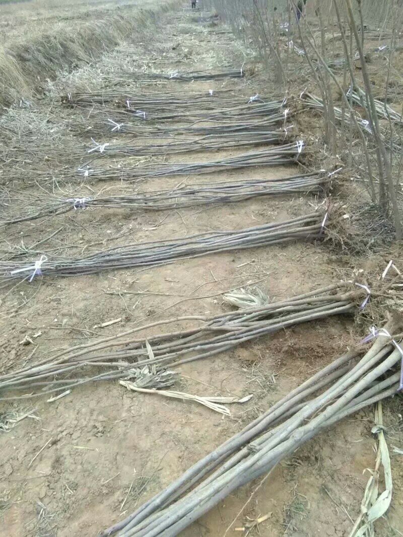 两公分北栾山西北栾多种规格栾树