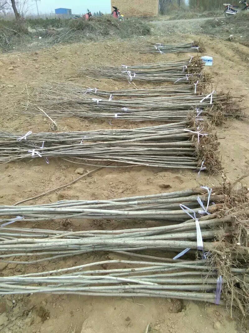 两公分北栾山西北栾多种规格栾树