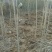 两公分北栾山西北栾多种规格栾树