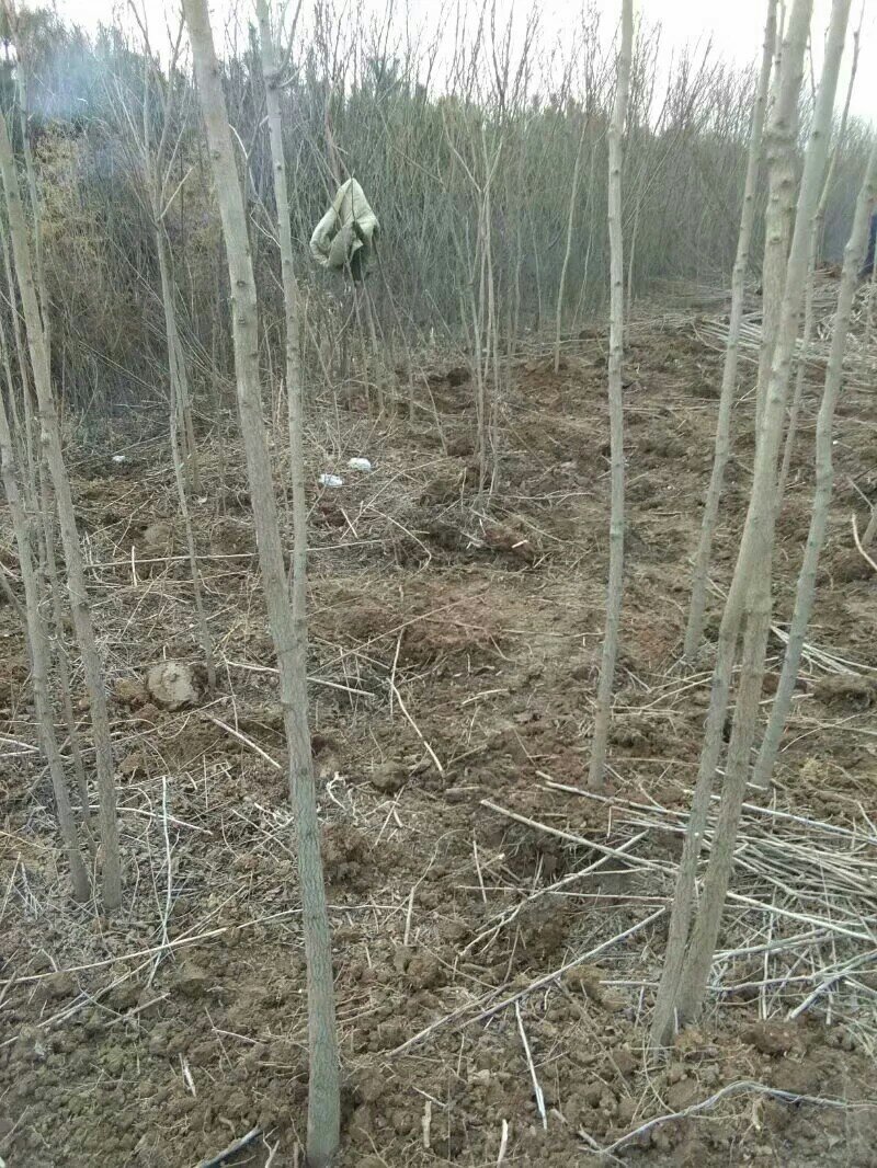 两公分北栾山西北栾多种规格栾树