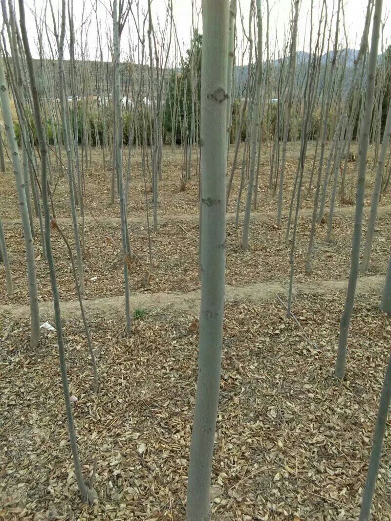 两公分北栾山西北栾多种规格栾树