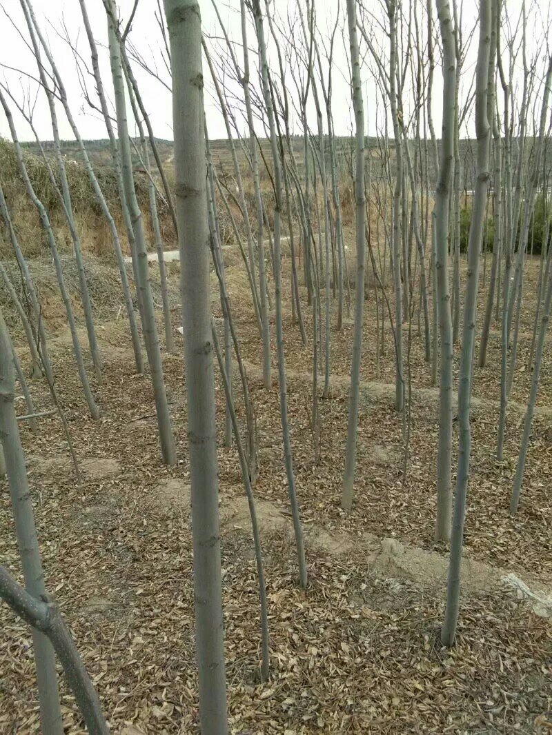 两公分北栾山西北栾多种规格栾树