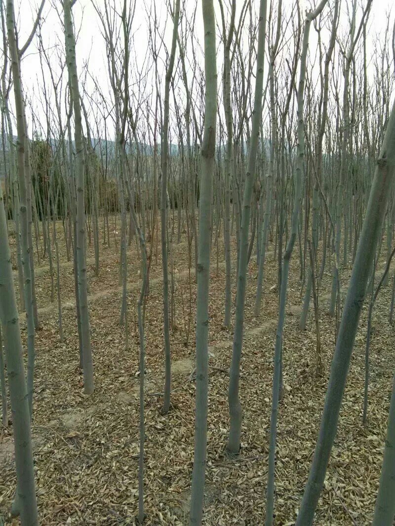 两公分北栾山西北栾多种规格栾树