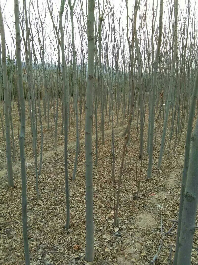 两公分北栾山西北栾多种规格栾树