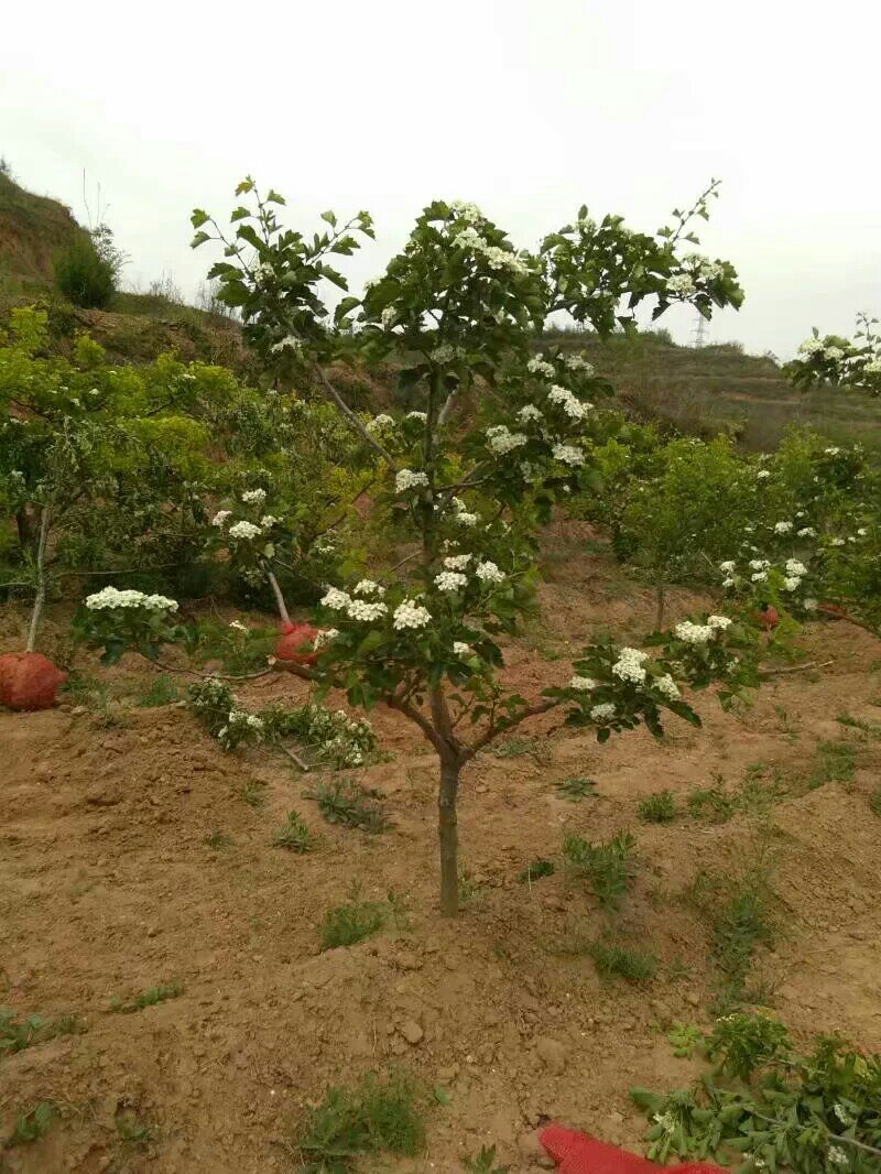 八公分山楂树裸根土球均可山西山楂树供货量大