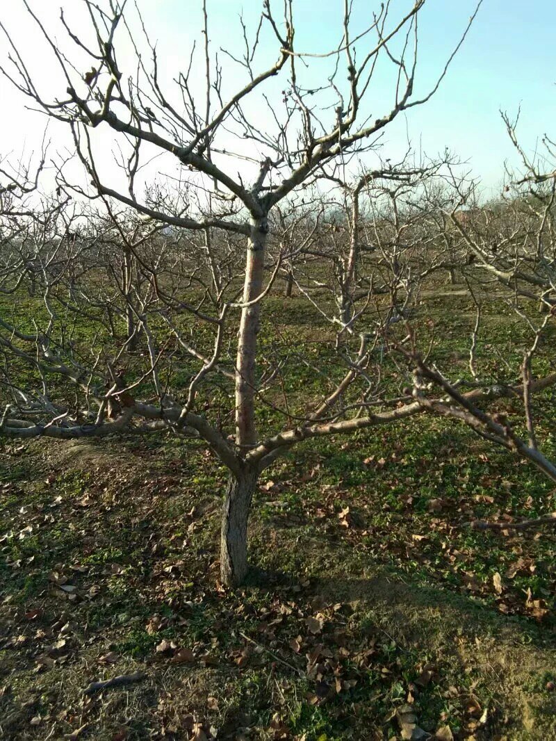 八公分山楂树裸根土球均可山西山楂树供货量大