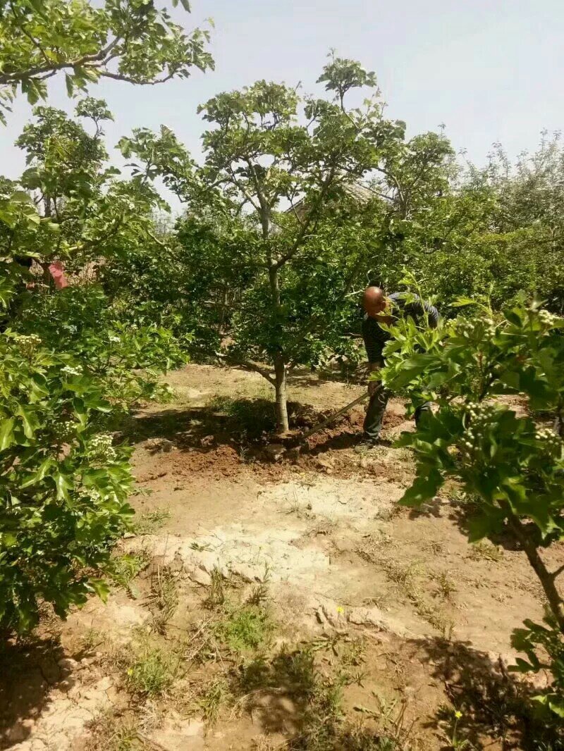 八公分山楂树裸根土球均可山西山楂树供货量大