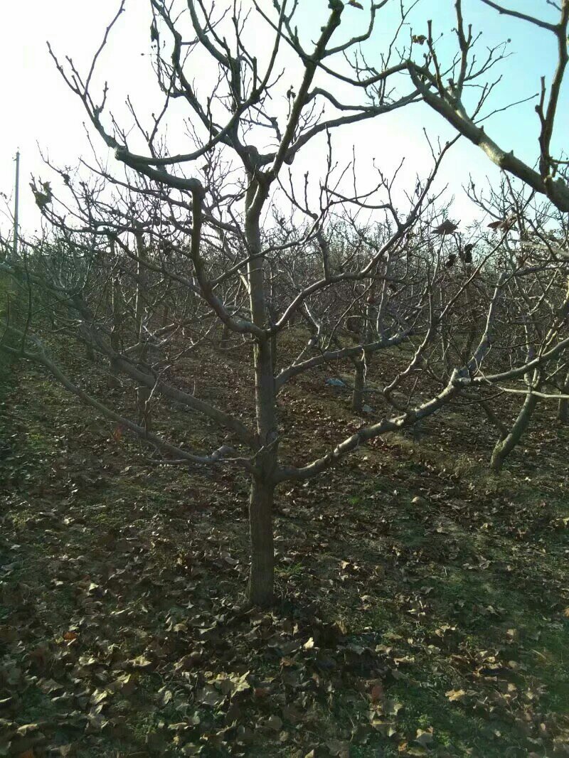八公分山楂树裸根土球均可山西山楂树供货量大