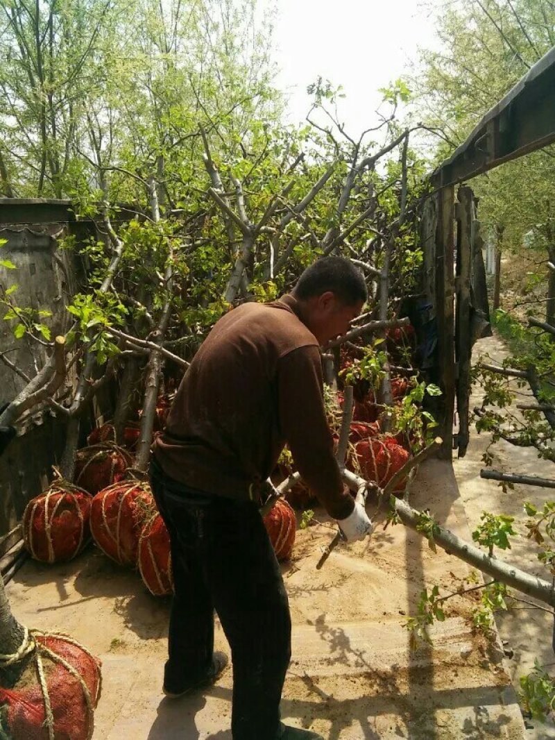 八公分山楂树裸根土球均可山西山楂树供货量大