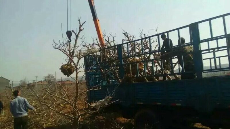 八公分山楂树裸根土球均可山西山楂树供货量大