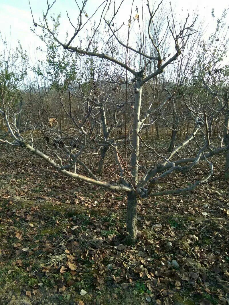 八公分山楂树裸根土球均可山西山楂树供货量大