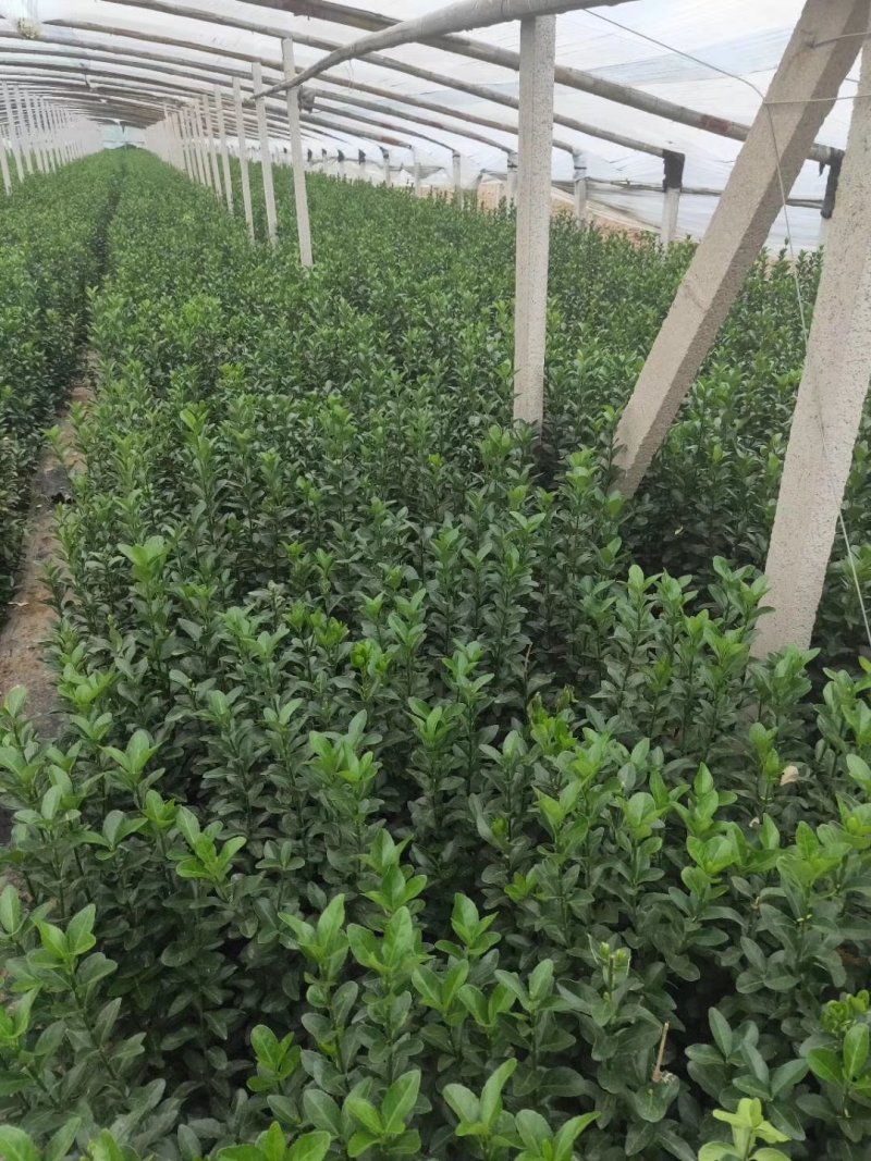 冬青地栽营养杯多种规格。
