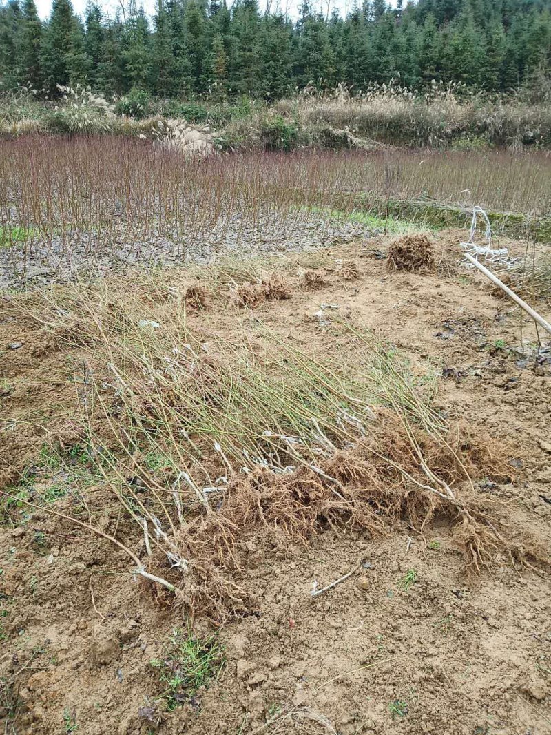湖南李子苗蜂糖李子苗李子苗一基地规格齐全技术指导