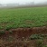 荠菜多年种植基地，大量供应加工厂和商超，批发市场