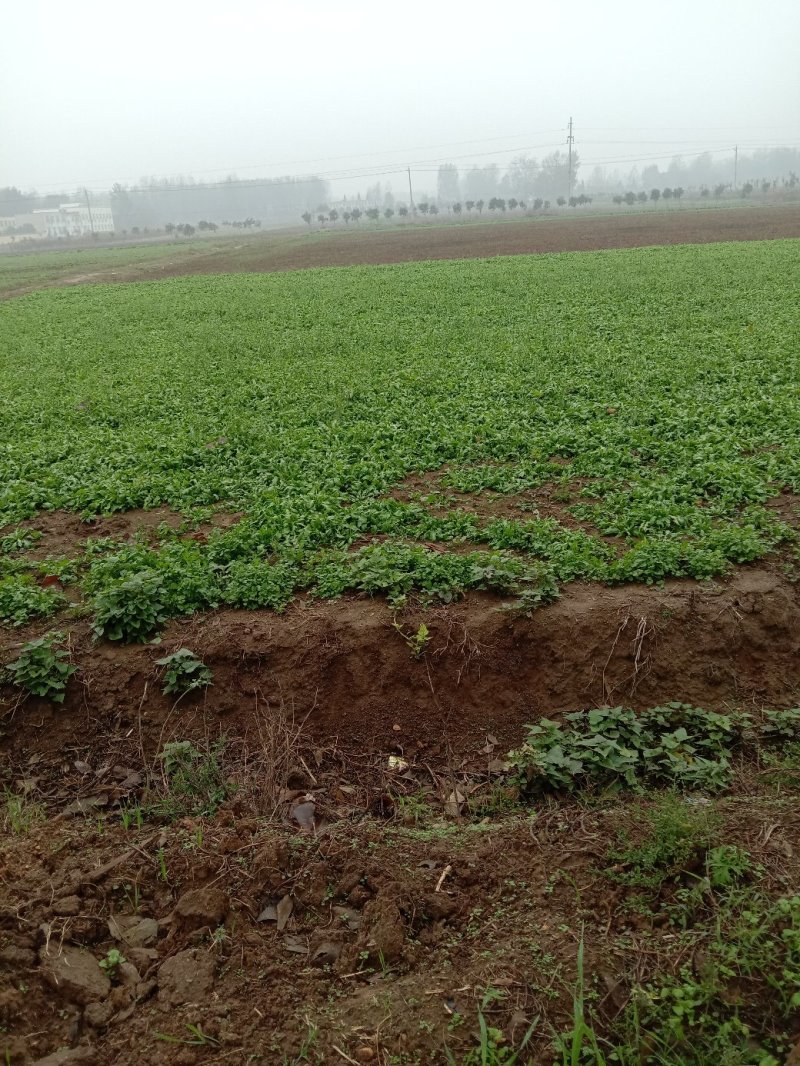 荠菜多年种植基地，大量供应加工厂和商超，批发市场