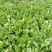 荠菜多年种植基地，大量供应加工厂和商超，批发市场