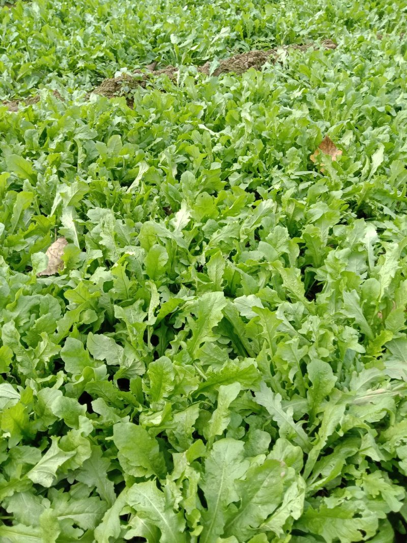 荠菜多年种植基地，大量供应加工厂和商超，批发市场