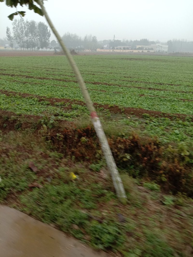 荠菜多年种植基地，大量供应加工厂和商超，批发市场