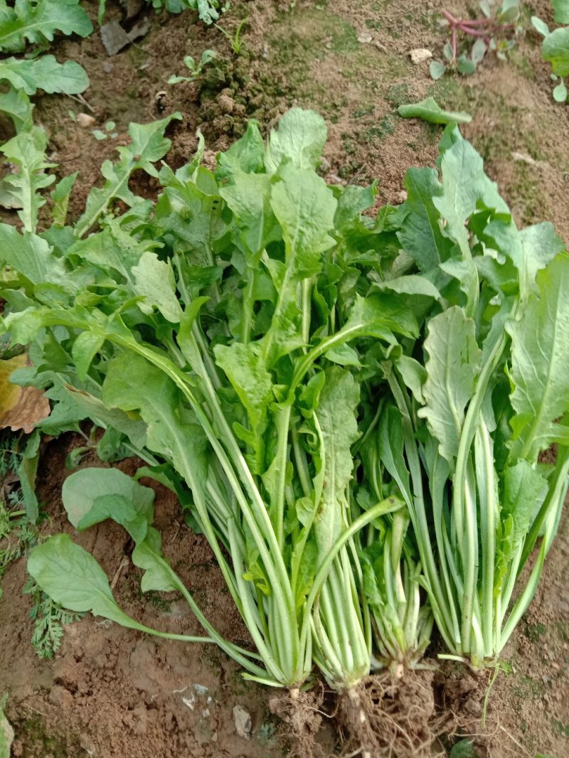 荠菜多年种植基地，大量供应加工厂和商超，批发市场