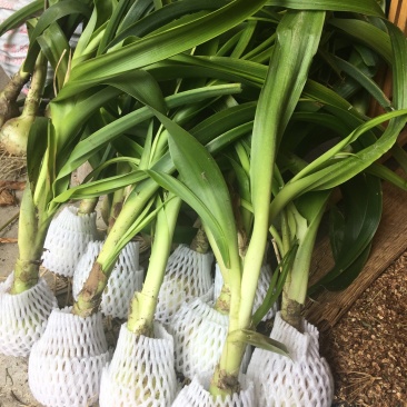 虎眼万年青万年青