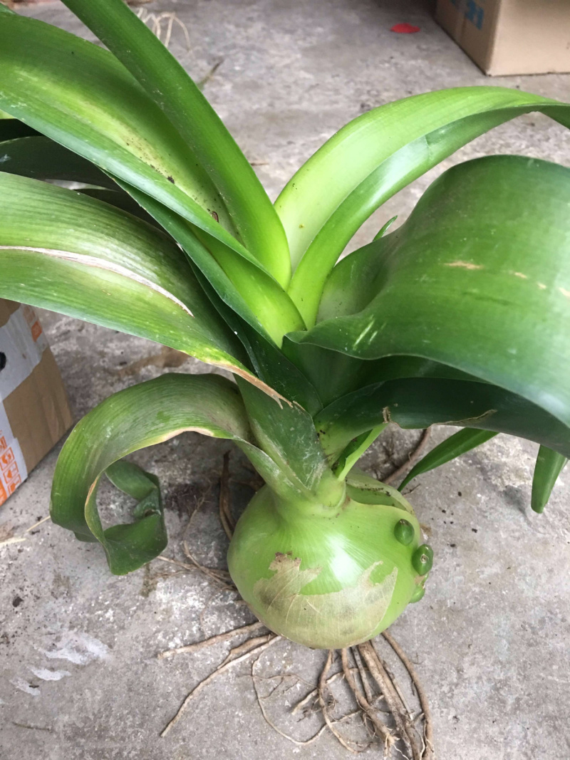 虎眼万年青万年青