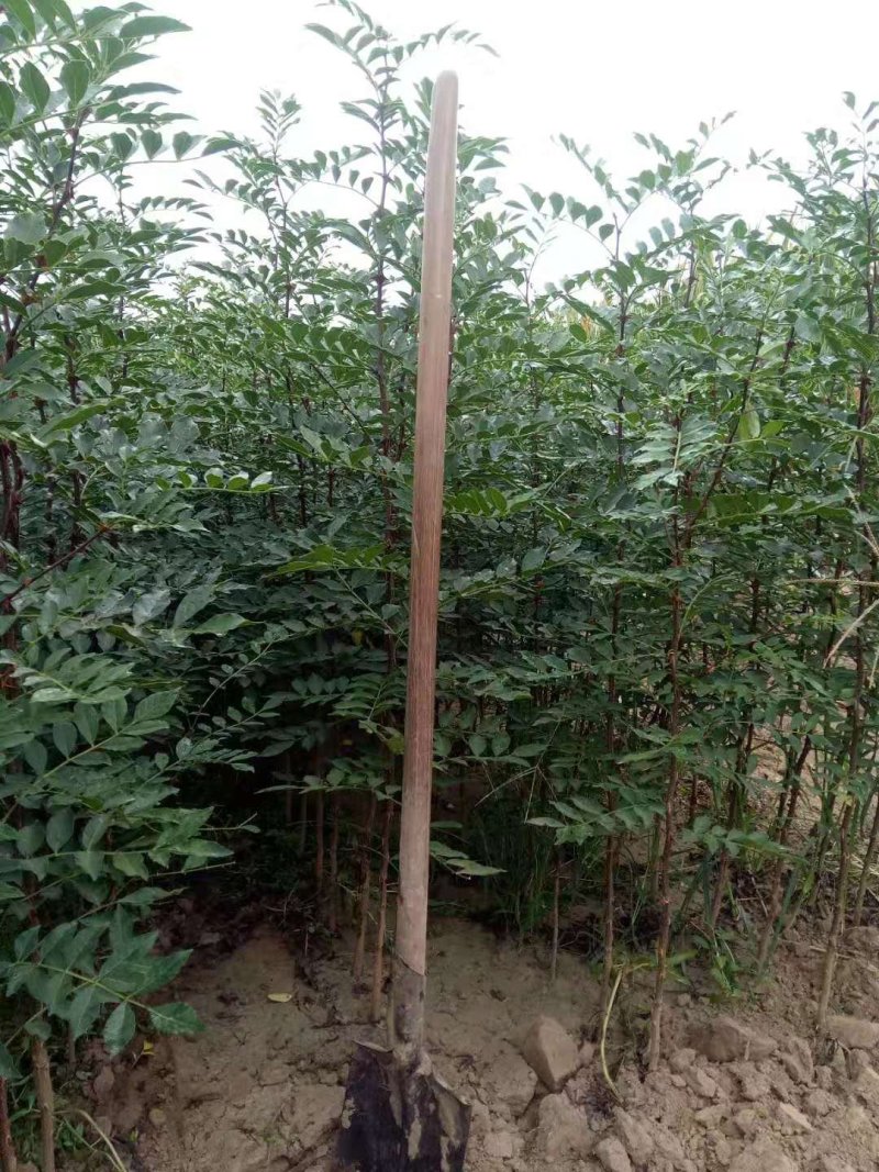 正品花椒树苗，大红袍狮子头产量高，当年结果，