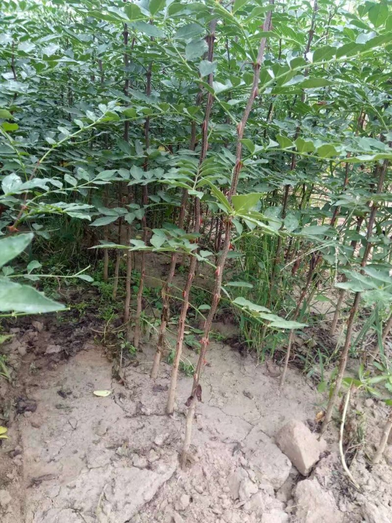 正品花椒树苗，大红袍狮子头产量高，当年结果，