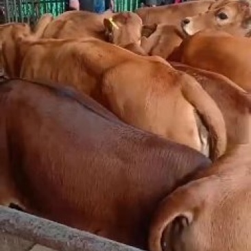 肉牛大量有货