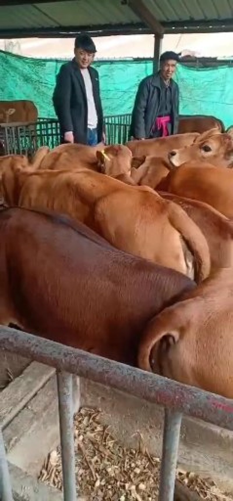 肉牛大量有货