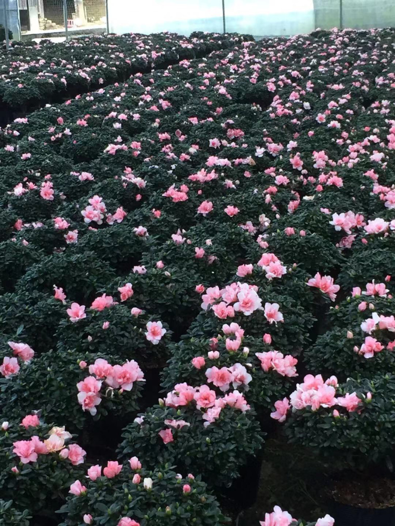 精品杜鹃花盆栽杜鹃花之乡基地直销长期出售