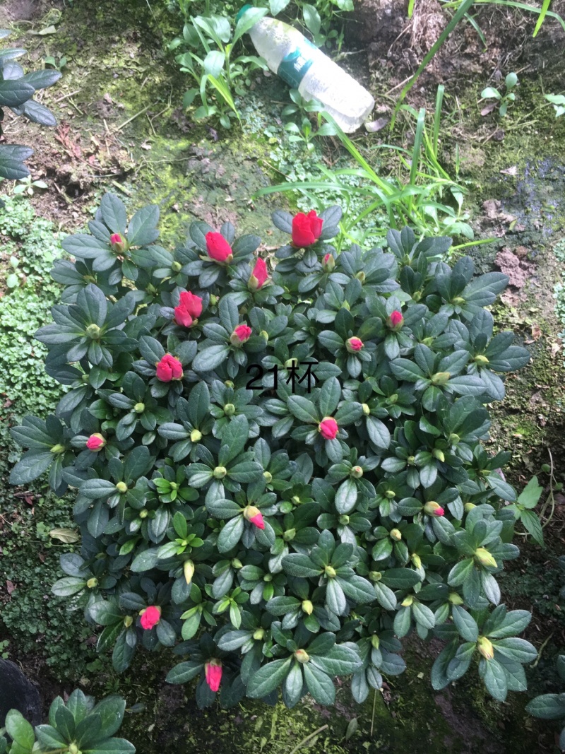 精品杜鹃花盆栽杜鹃花之乡基地直销长期出售