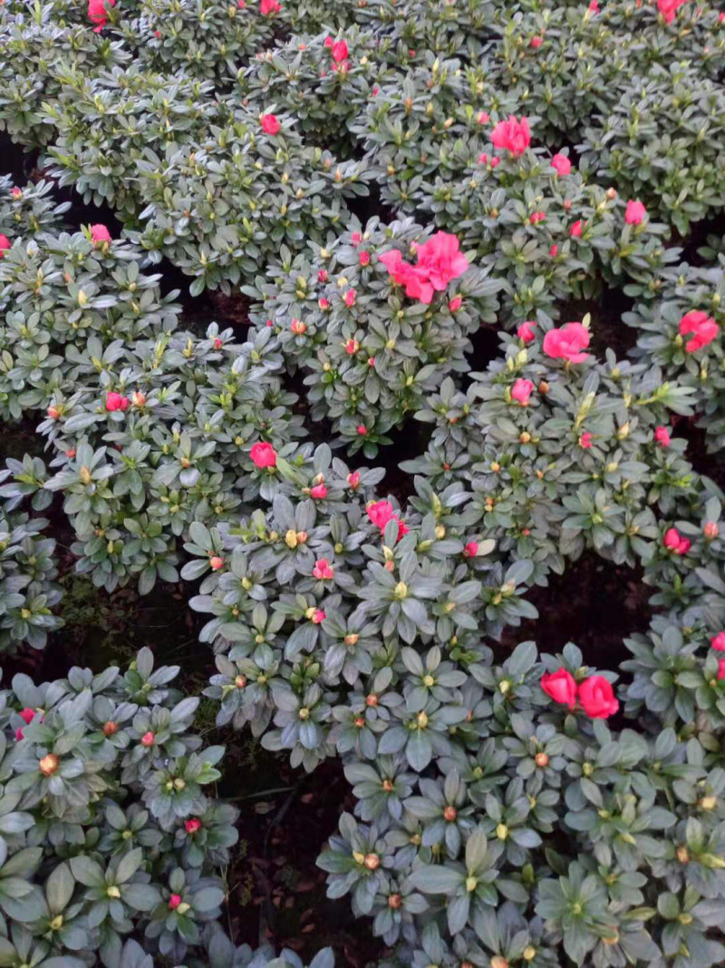 精品杜鹃花盆栽杜鹃花之乡基地直销长期出售