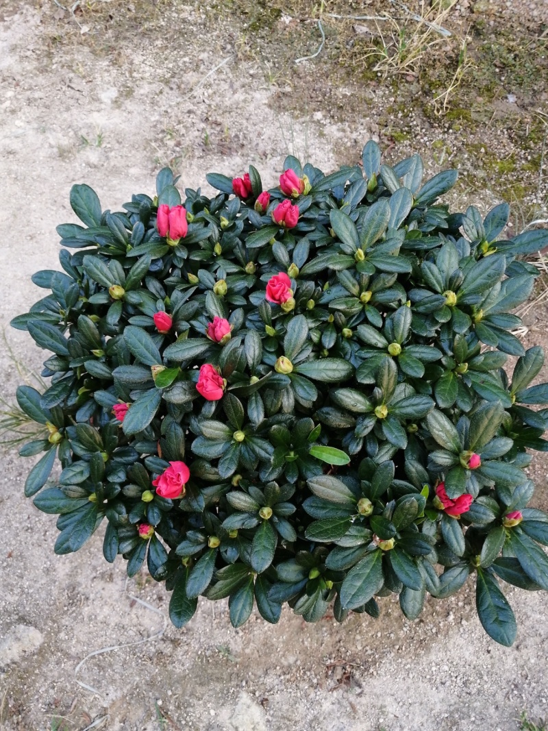 精品杜鹃花盆栽杜鹃花之乡基地直销长期出售