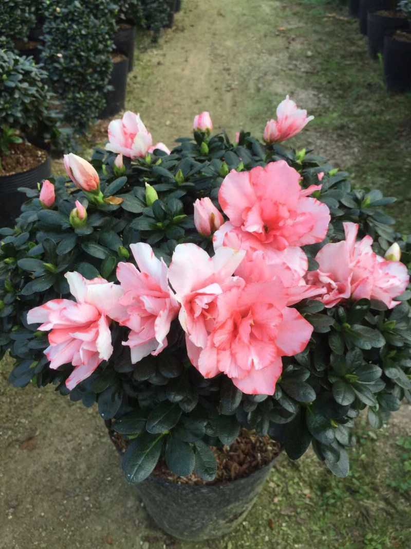 精品杜鹃花盆栽杜鹃花之乡基地直销长期出售