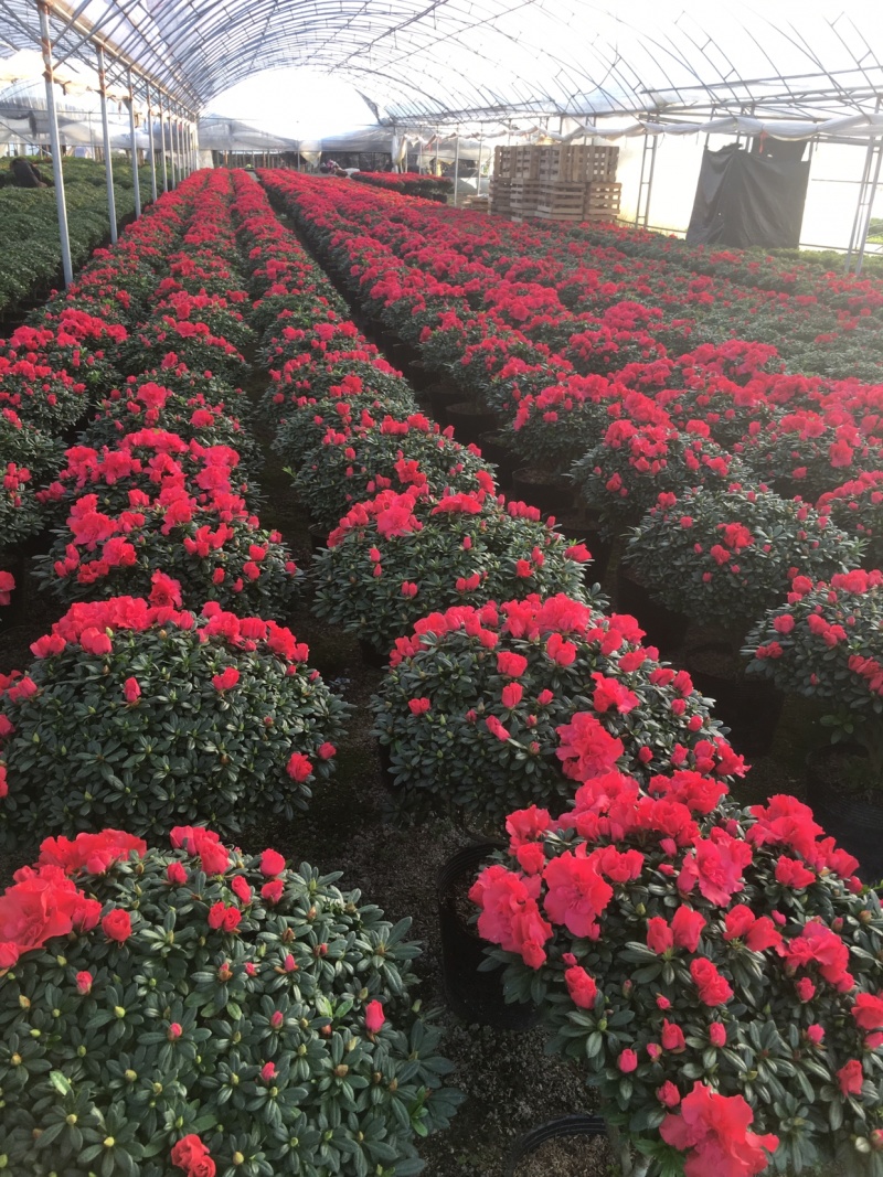 精品杜鹃花盆栽杜鹃花之乡基地直销长期出售