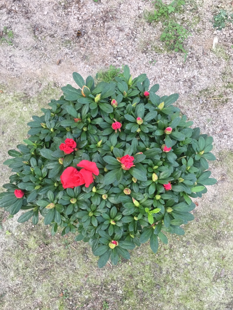 精品杜鹃花盆栽杜鹃花之乡基地直销长期出售