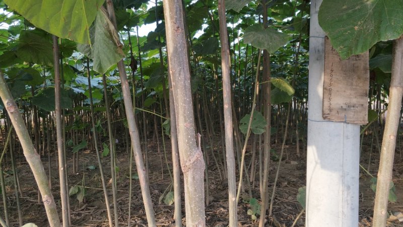 桐树苗（一年苗）、桐树根