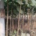 桐树苗（一年苗）、桐树根