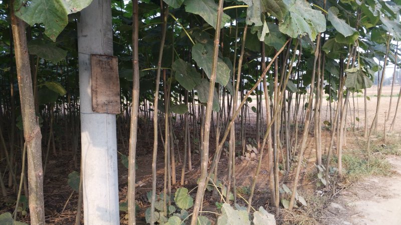 桐树苗（一年苗）、桐树根