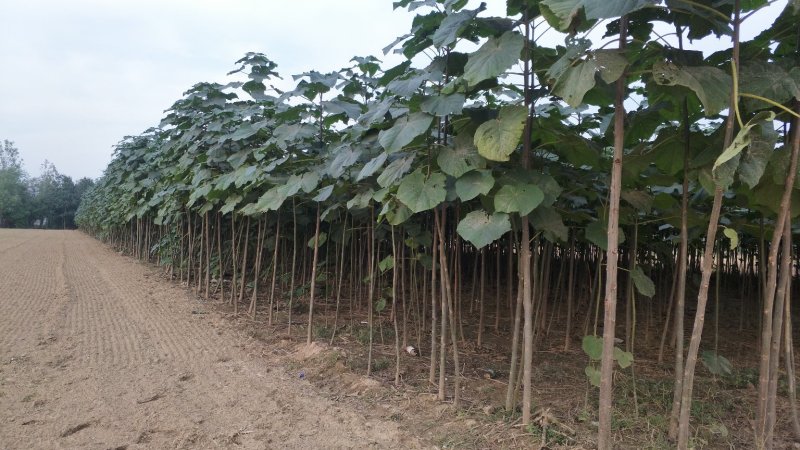 桐树苗（一年苗）、桐树根