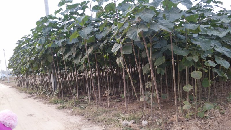 桐树苗（一年苗）、桐树根
