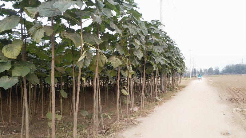 桐树苗（一年苗）、桐树根