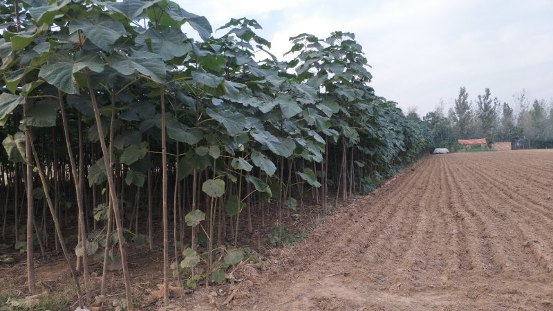 桐树苗（一年苗）、桐树根