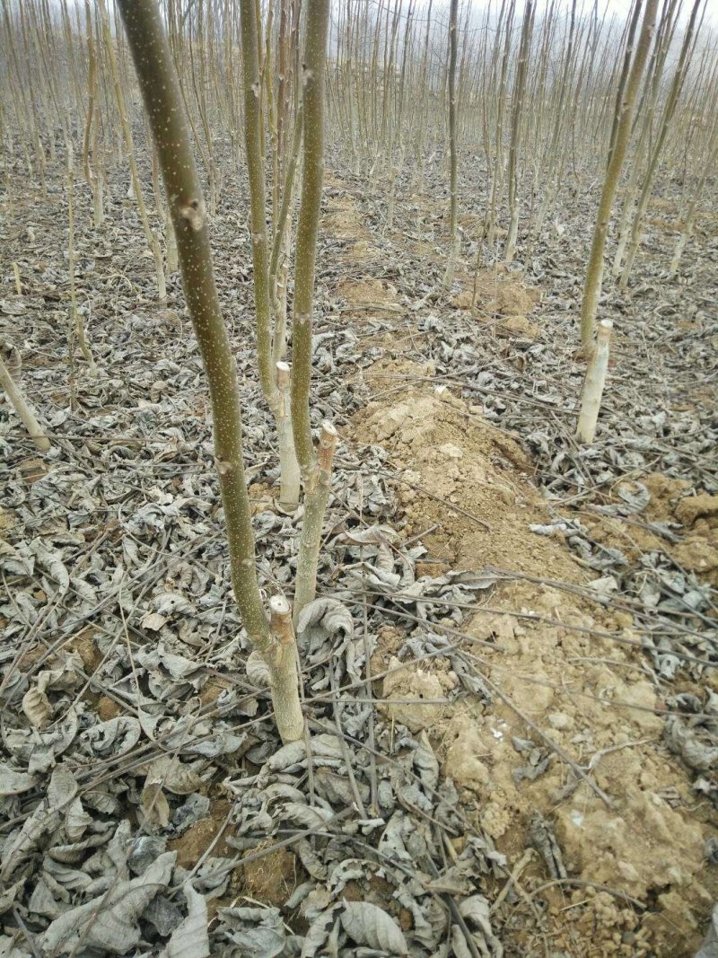 薄皮核桃苗8518核桃苗9818纸皮核桃树苗